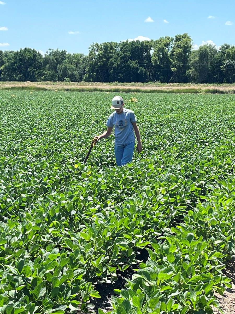 KsSoybean's tweet image. Congratulations to McClain Family Farms, for entering the highest-yielding entry of the 2024 Kansas Soybean Yield Contest with 144.5 bushel-per-acre soybeans, entered in the statewide no-till irrigated division. McClains also broke their own state record.