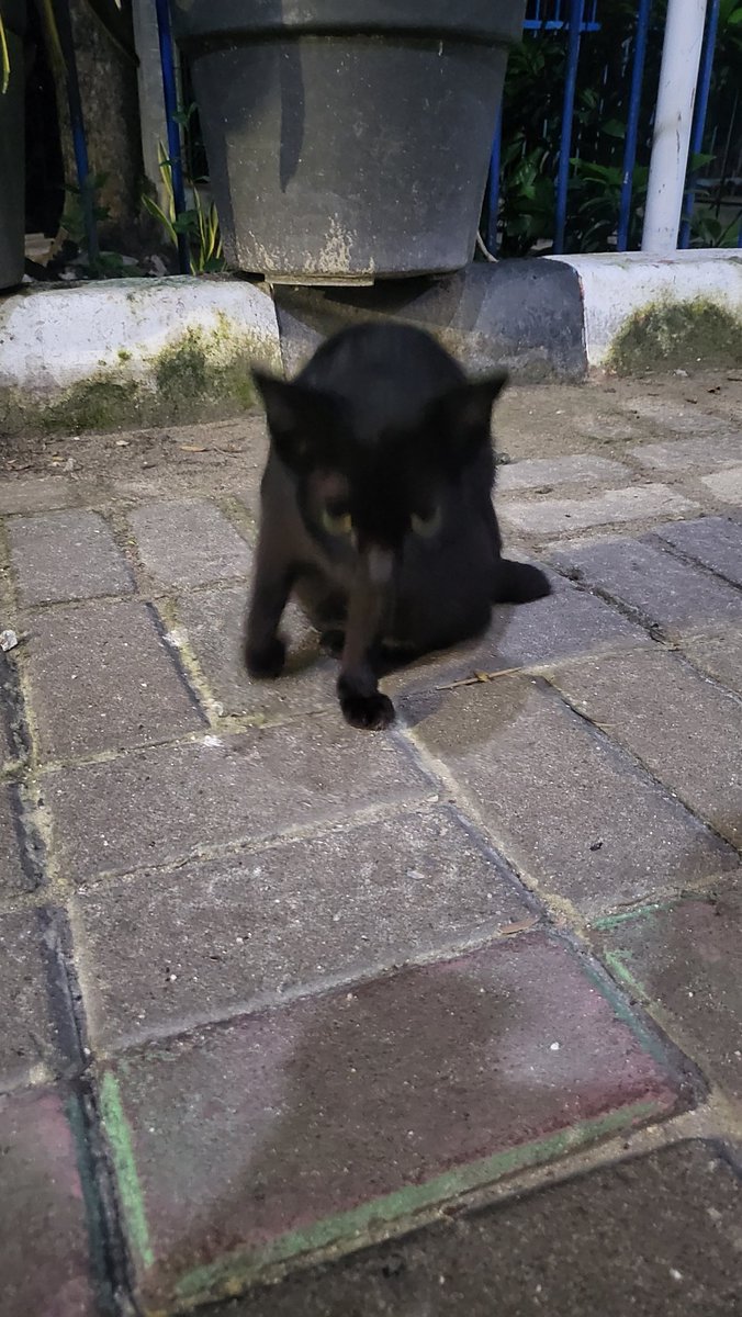 Aku lagi di Kepulauan seribu dan aku dideketin ma kucing absurd ini
Dia betina, sudah steril, tapi nungging mulu 😂
Btw dia cantik &amp; gembul loh
Dia super clingy juga...

Sayang aku lagi g bawa makanan utk straycat :((