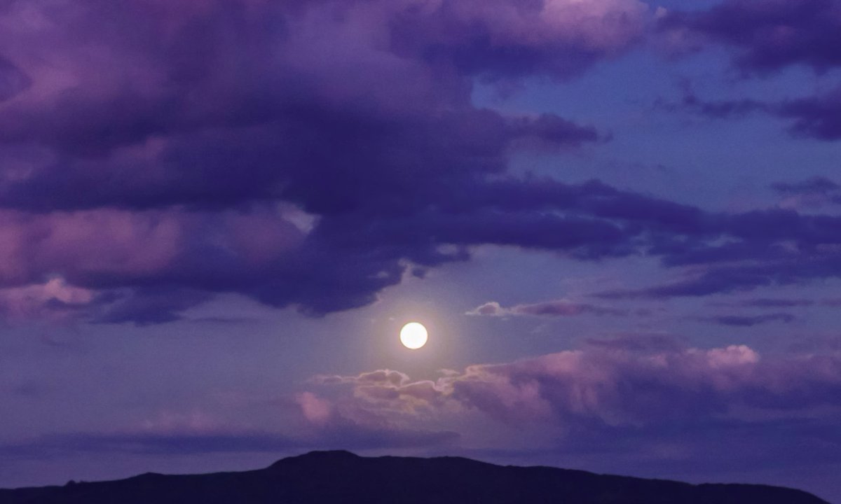 gardenofcolours's tweet image. 