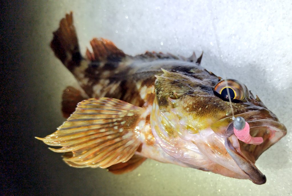 寒いので1時間だけ✨ 中層でアジっぽいアタリ…何度通しても掛けれず