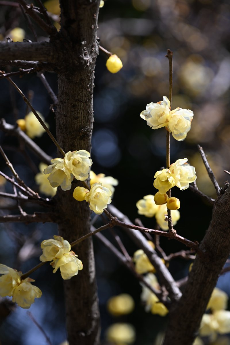 アル＠アルバトロス（アホウドリ） (@ahoudoridesign) / Posts / X