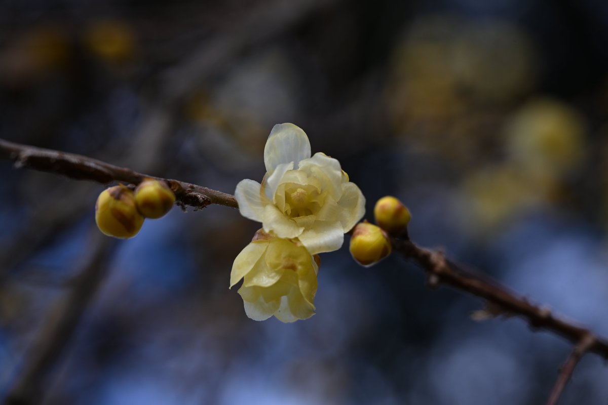 アル＠アルバトロス（アホウドリ） (@ahoudoridesign) / Posts / X