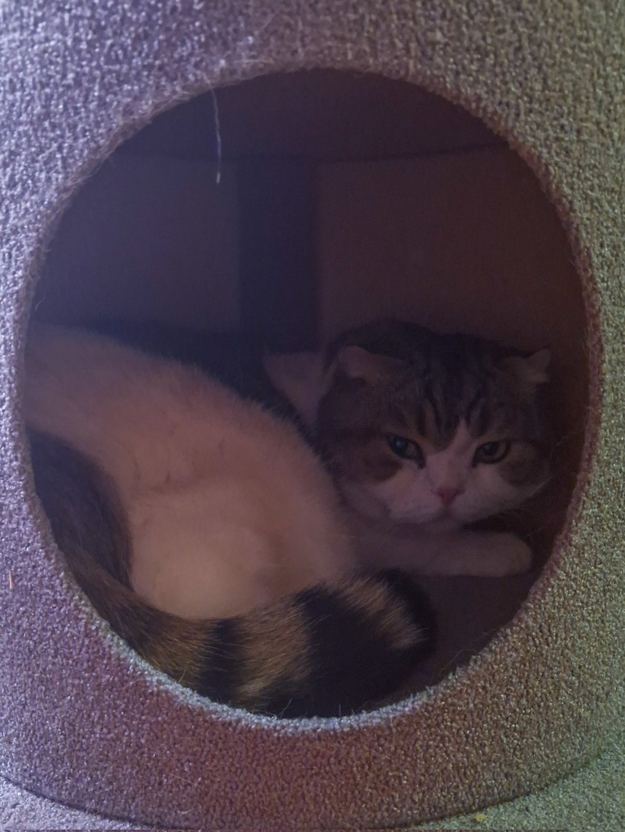 Редкое явление. Кот реально спит в кошачьем домике