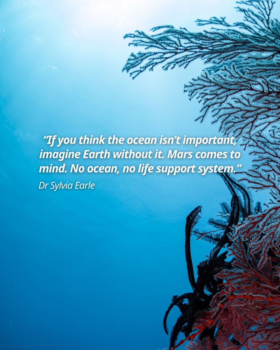 PADI's tweet image. Divers are the front-line witnesses to why this blue heart needs protection. These quotes remind us that every fin kick and every choice we make on land has an impact underwater. 🌊

🔗 Read more: blog.padi.com/11-inspiring-q…

#PADI #Underwater #Ocean #SaveThePlanet