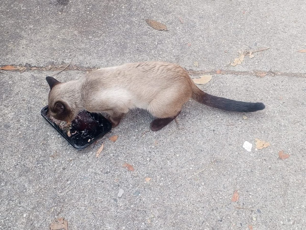 PerroUsuario's tweet photo. Este siamés quedó en la calle después que falleció su dueño. Lo alimentan los vecinos pero es maltratado por otros gatos. Se le busca hogar 🙏🙏 contacto 0414 333.98.68. Está en Sebucán. Caracas. https://t.co/fs2hH2rhkX