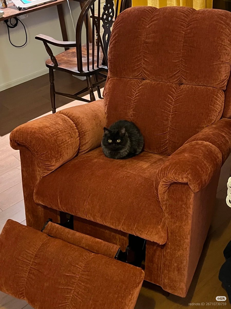 nocontextscats's tweet photo. Sorry the seat is taken https://t.co/Ju7NFL0oJR