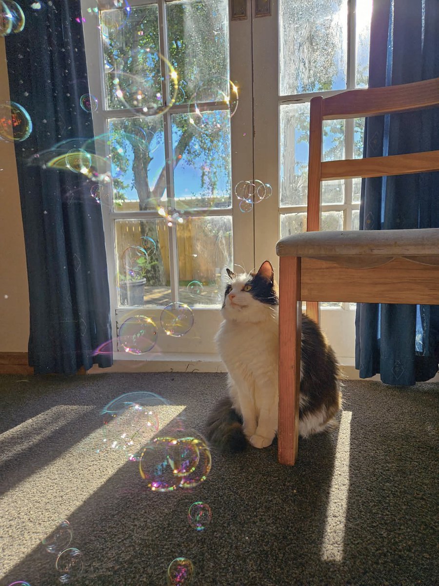 littlebugcat's tweet photo. bubble :) https://t.co/x1EwHQno9A