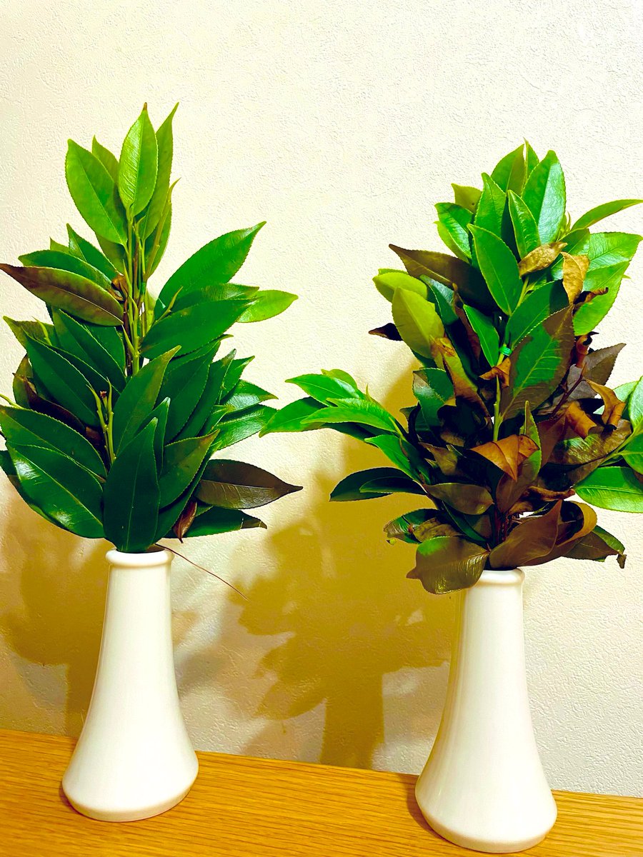 赤井カラス tweet media