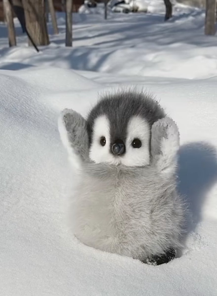 siezziee's tweet image. Say "Hi" to penguin or have rotten February