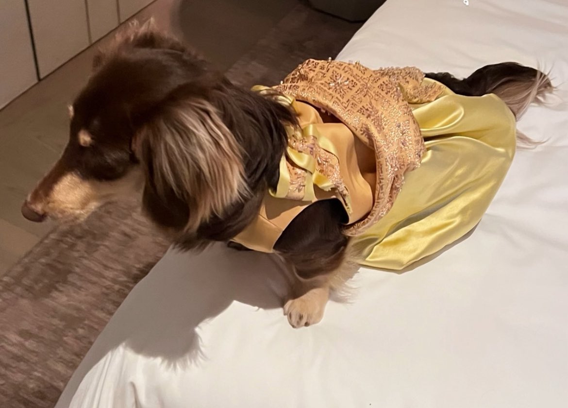 #LISA didn't lie when she said Lola is the "Princess of our home" . 🩷🐶

LISA AMAZING AMBASSADOR
#AmazingThailandxLISA
#AmazingThailandExclusiveNight
#FeelAllTheFeelings