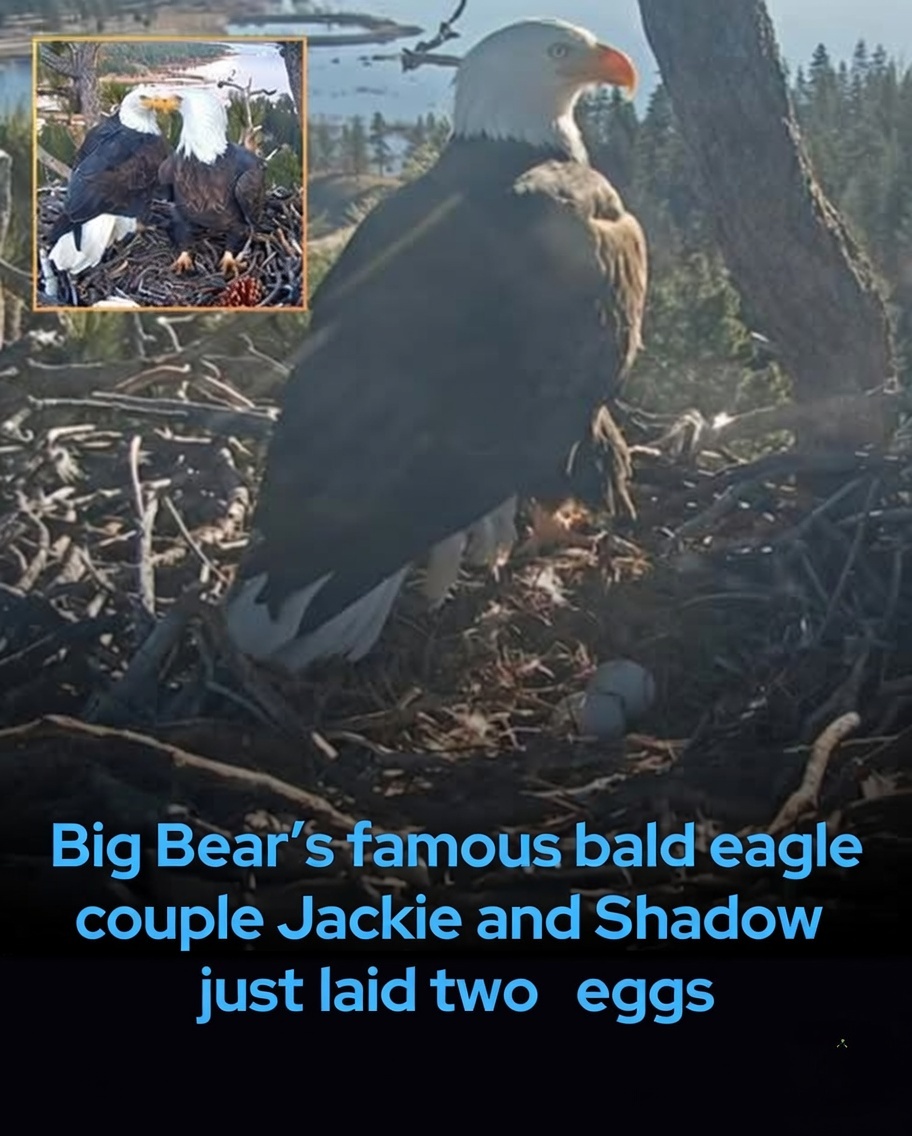 Rainmaker1973's tweet photo. Congratulations to Jackie and Shadow.

The cherished bald eagle pair from Big Bear Valley—Jackie and Shadow—have just welcomed their first two eggs of the 2026 season, laid just three days apart. The first egg appeared on Friday, with the second following on Monday, delighting thousands of viewers tuning into the popular livestream.

Eagle enthusiasts are now eagerly watching to see if a third egg will arrive, as this devoted couple has a history of successfully raising eaglets—including the well-known Sunny and Gizmo in 2025. Over the years, Jackie and Shadow have become beloved local celebrities, giving the world a rare, up-close glimpse into the private lives of wild bald eagles.

Bald eagle egg-laying follows a predictable pattern: females typically produce one to three eggs, spaced roughly 3–5 days apart. Incubation starts gradually after the first egg is laid, allowing later eggs time to develop so the chicks hatch in close succession. This timing minimizes size differences among siblings and improves survival odds for the entire brood.

Jackie and Shadow share parenting duties seamlessly—Jackie frequently handles the overnight incubation, while Shadow takes over during daylight hours. Once the eaglets hatch, they grow astonishingly fast, often doubling their weight within days, and are typically ready to fledge after 10–12 weeks.

Thanks to the dedicated live cam run by Friends of Big Bear Valley, viewers can witness every moment: the patient stillness of incubation, the vigilant exchanges between parents, and eventually the thrilling first pips and hatchings.

For now, the nest remains calm and quiet under the watchful eyes of Jackie and Shadow. But in the coming weeks, it will burst into life with the soft chirps, wing stretches, and energetic beginnings of a new generation soaring above Big Bear.