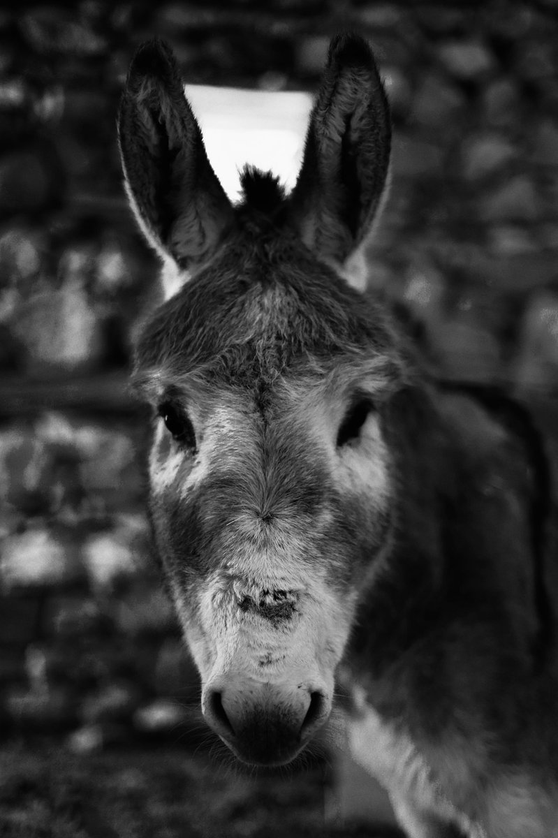 ALACAKARGA3's tweet photo. #köy #kar #çarşamba #canon #eşek #photography #picoftheday #50mm #tunceli #pertek #Blackandwhite #bw 📸 https://t.co/Llkwdh2pts