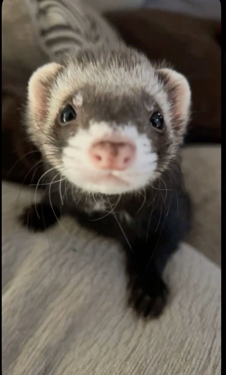 Ferret Friend (@ferretfriend__) on Twitter photo 