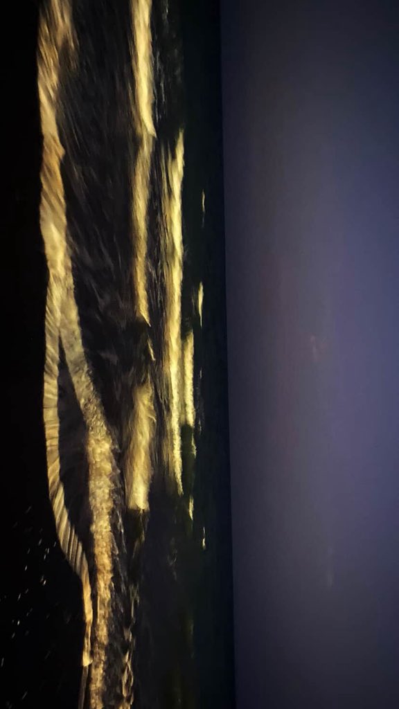 7h00d's tweet image. الكلب عشاان الأتنشن 😂.