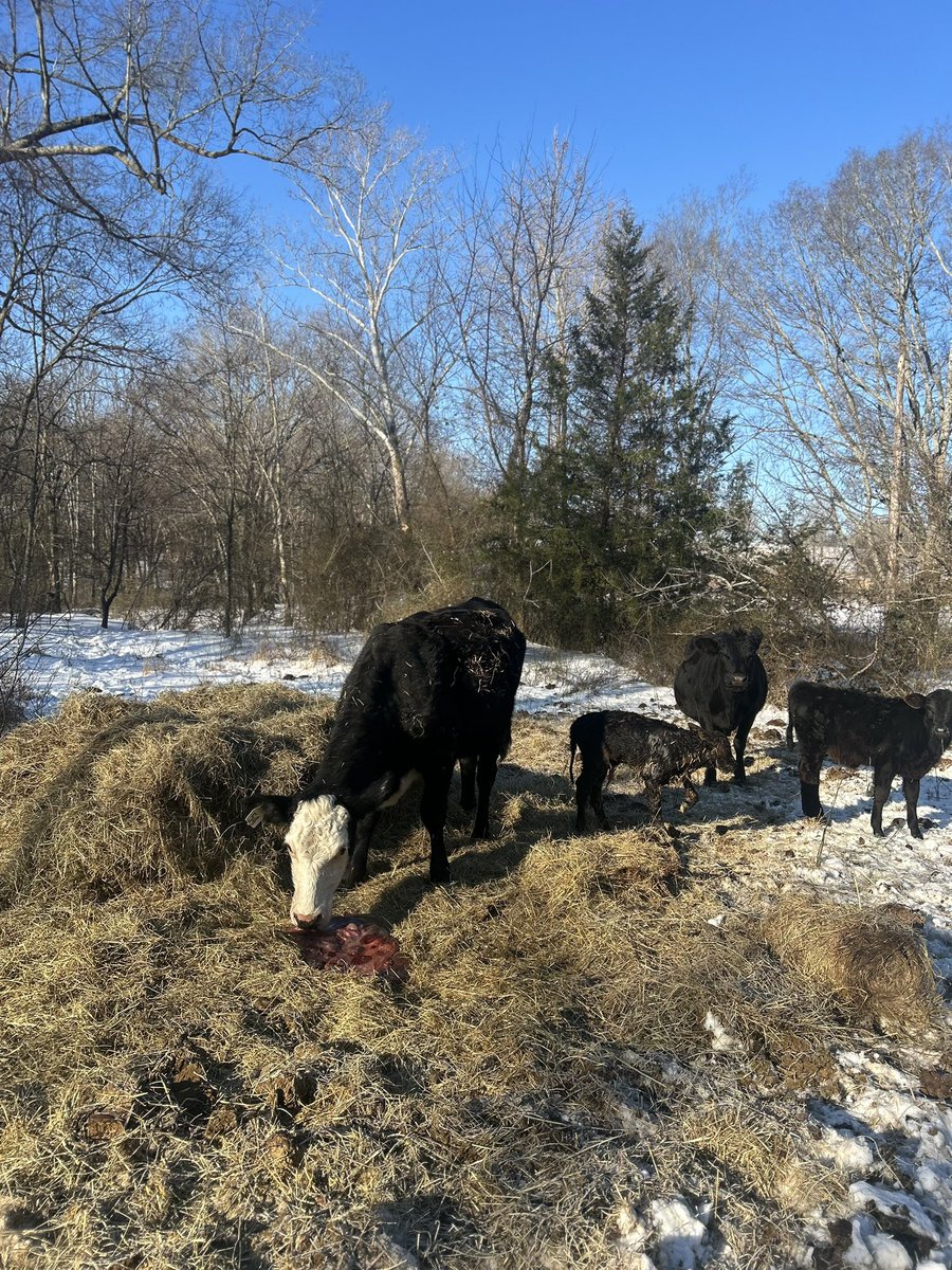 Day 5 and we are thriving. Her sister also had a big bull calf this morning. I was betting on her to have it Friday night, but she held it in