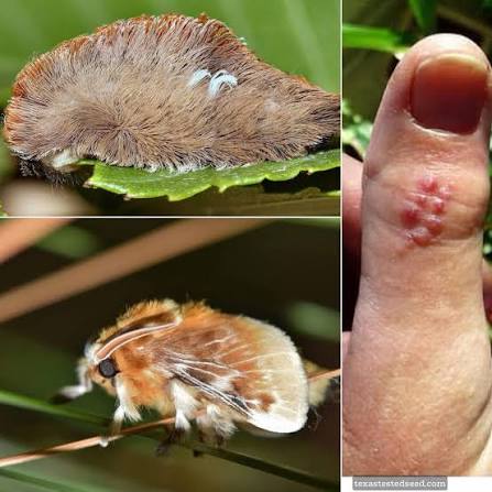 Moth Heaven tweet media