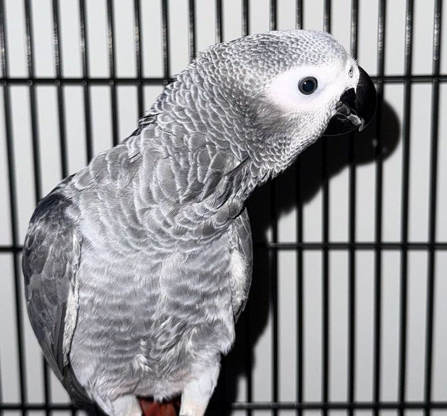 BirdlineUK's tweet photo. Missing
Young African grey parrot

Missing from HA9 9HE, Wembley, London

Please contact Birdline with sightings on 0845 673 1785

https://t.co/Kg8Wa61NVR https://t.co/4N6h4kH2P0