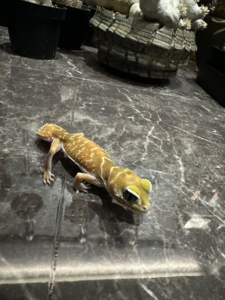 Nibiru(ニビル)@4/25.26BIGレプ! tweet media