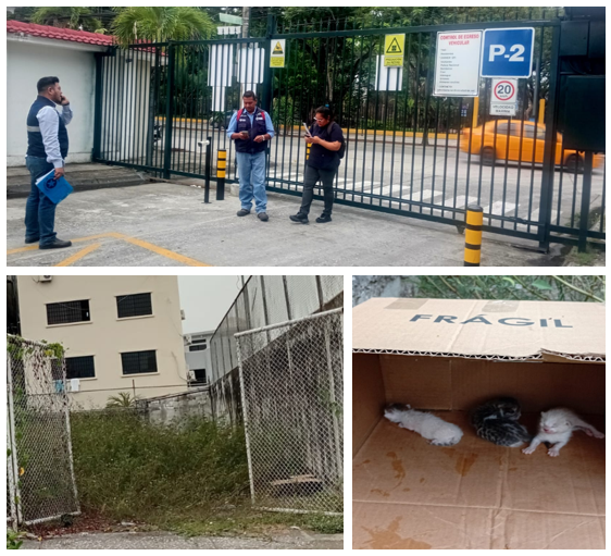 PARA: <a href="/Proanimal_gye/">ProAnimal_gye</a> ¿Dónde están los gatitos abandonados en Kennedy Norte, CIRCUITO 3, que <a href="/segura_ep/">Segura EP - C5GYE</a> se los entregó el 07 enero 2026? Hay 2 cámaras de <a href="/segura_ep/">Segura EP - C5GYE</a> en esa calle para saber quien lo hizo. Esperamos transparencia en sus procedimientos y protocolos. <a href="/alcaldiagye/">Muy Ilustre Municipalidad de Guayaquil</a>