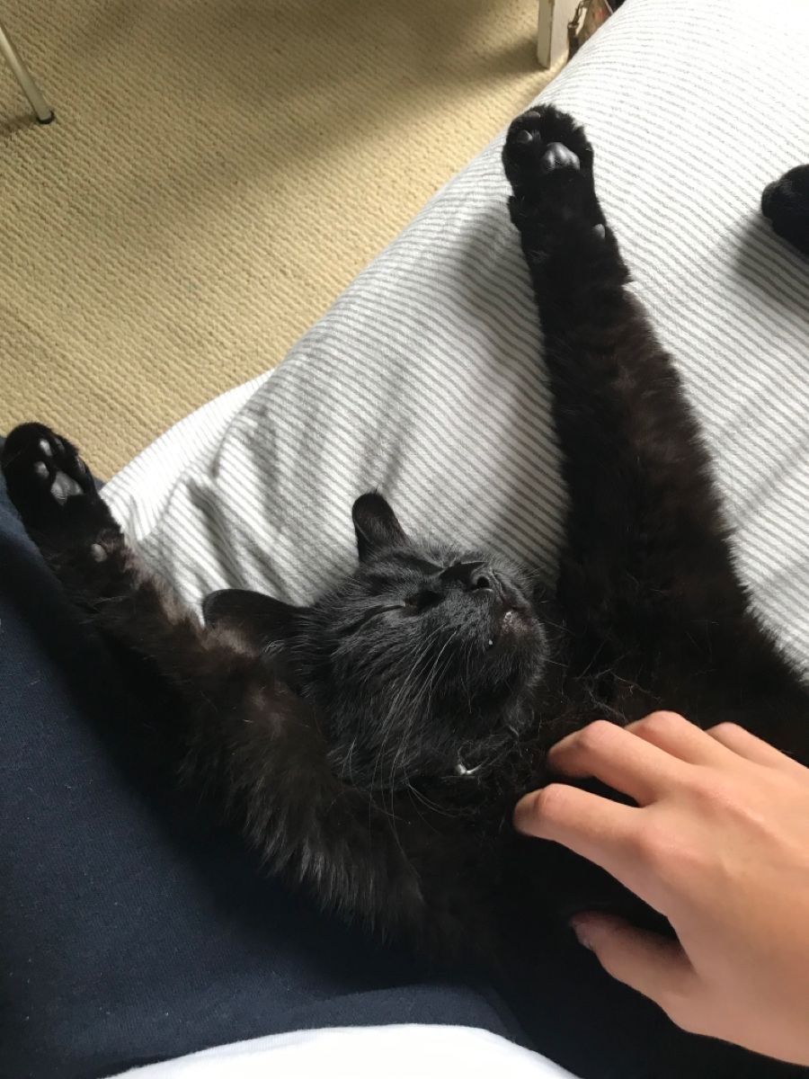Black cats are not bad luck (@visualscat) on Twitter photo 