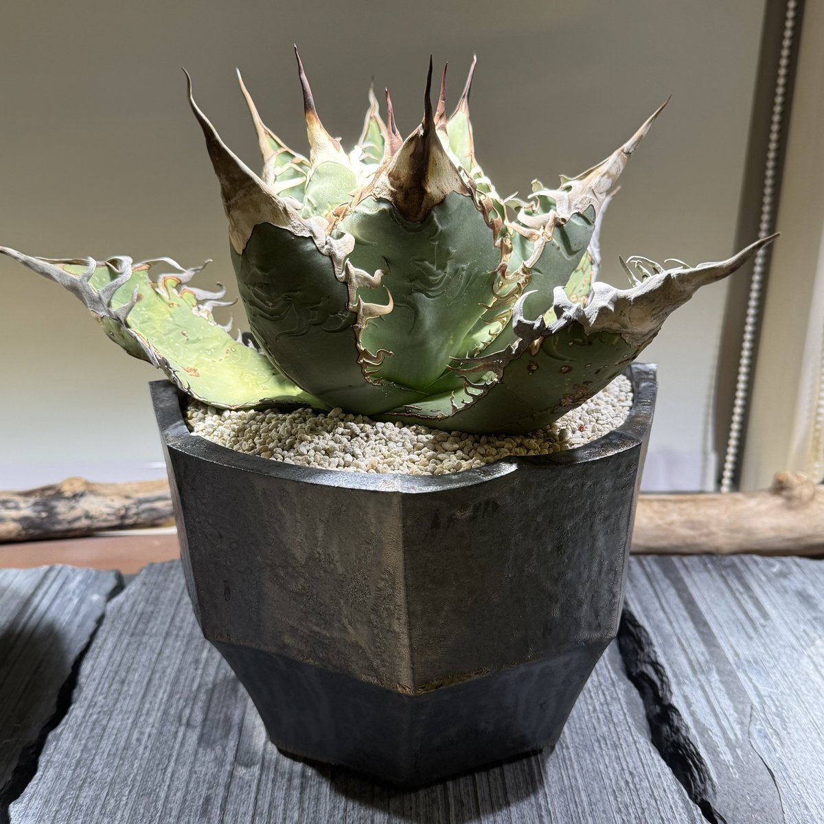 にゃも (@nyamo14789) / Posts / X