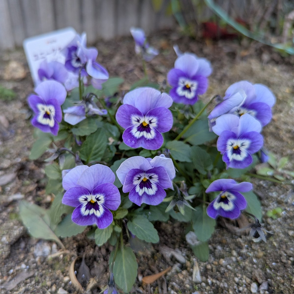 三ノ宮うさぎ (@shirotume) on Twitter photo 