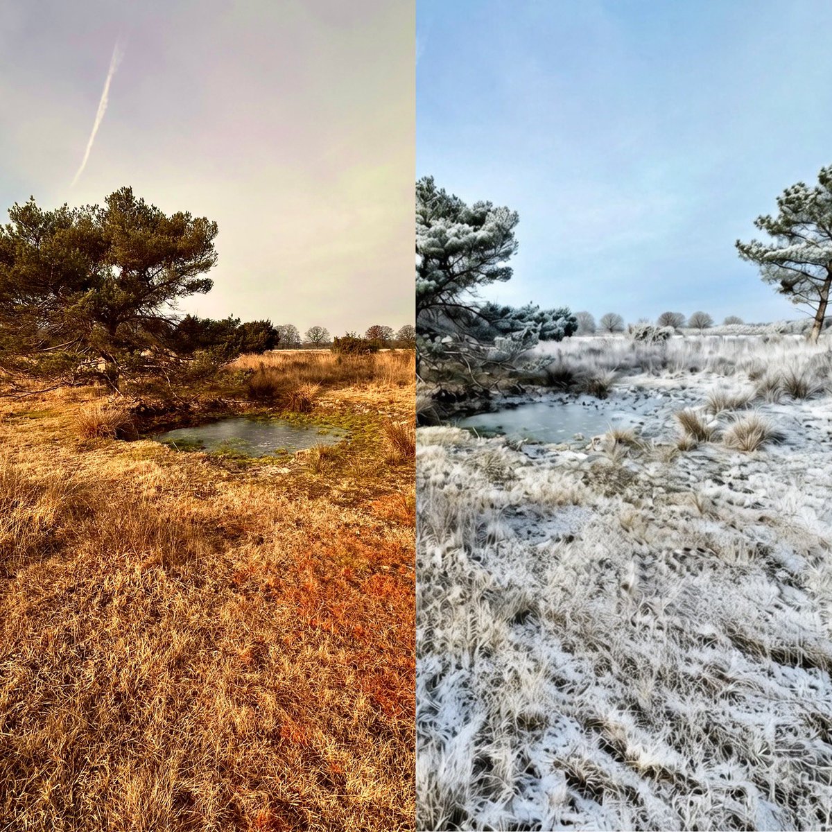 Rene Runningman tweet media