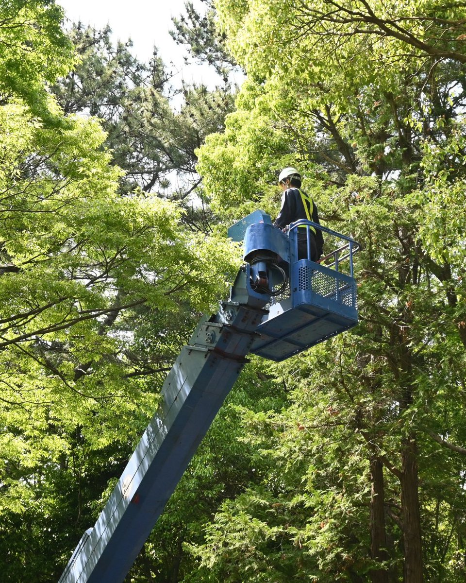 BrothersTree_'s tweet photo. Need a tree removed safely and efficiently? Trust our expert team to handle any job, big or small. 
#BrothersTreeService #TreeTrimming #TreeRemoval #Pruning #Removal #Tree #YardHack #Landscape #Landscaping https://t.co/7YMhyFsd0L