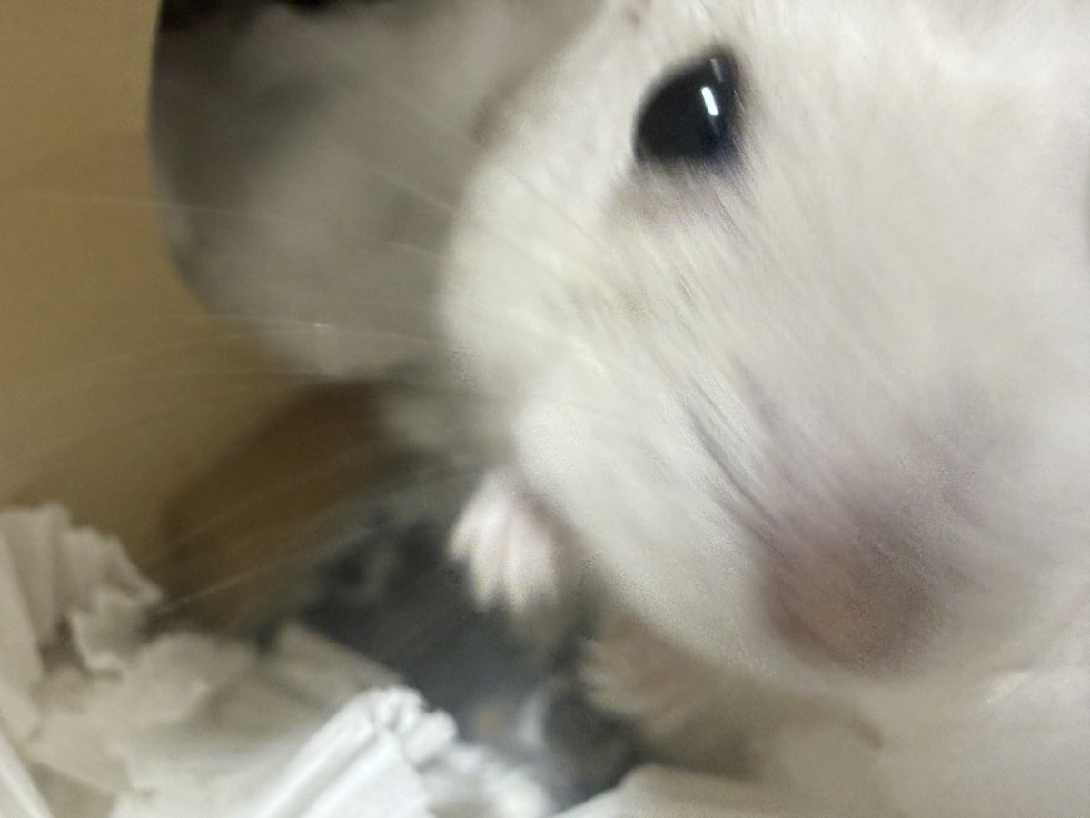 ひるね (@oh1rune_zzz) on Twitter photo 