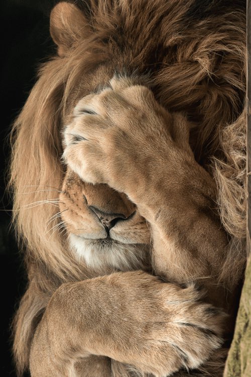 This lion forgot to cancel their Apple Music subscription after the free trial expired, months ago