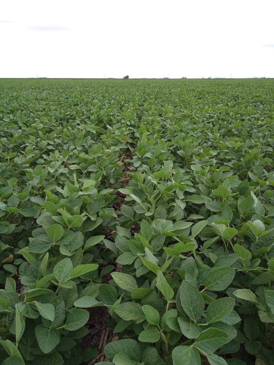 🤠 <a href="/RaulojMartin/">Raul Martin</a> 
📍 Arroyo Los Huesos. 
🌱Soja de 1era 

#SomosAGRONOMIA