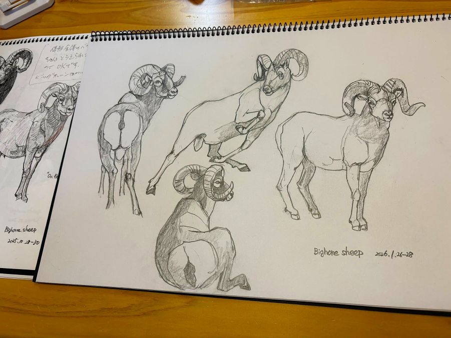 haiiromizunagi's tweet photo. いつもの所ⅠとⅡにて #ビッグホーン #BighornSheep #Sheep #Ovis を、T先生の指摘を踏まえ #大人の鉛筆 を使って描き直し #スケッチ #ドローイング(Bob Kuhn先生の作品模写)‥昨日1つだけ残ってしまった1ポーズを描き足し、次頁も引き続き本種で。下のポーズは位置取りを間違えて描き直した。難しい‥ https://t.co/aMmRyk1UG6