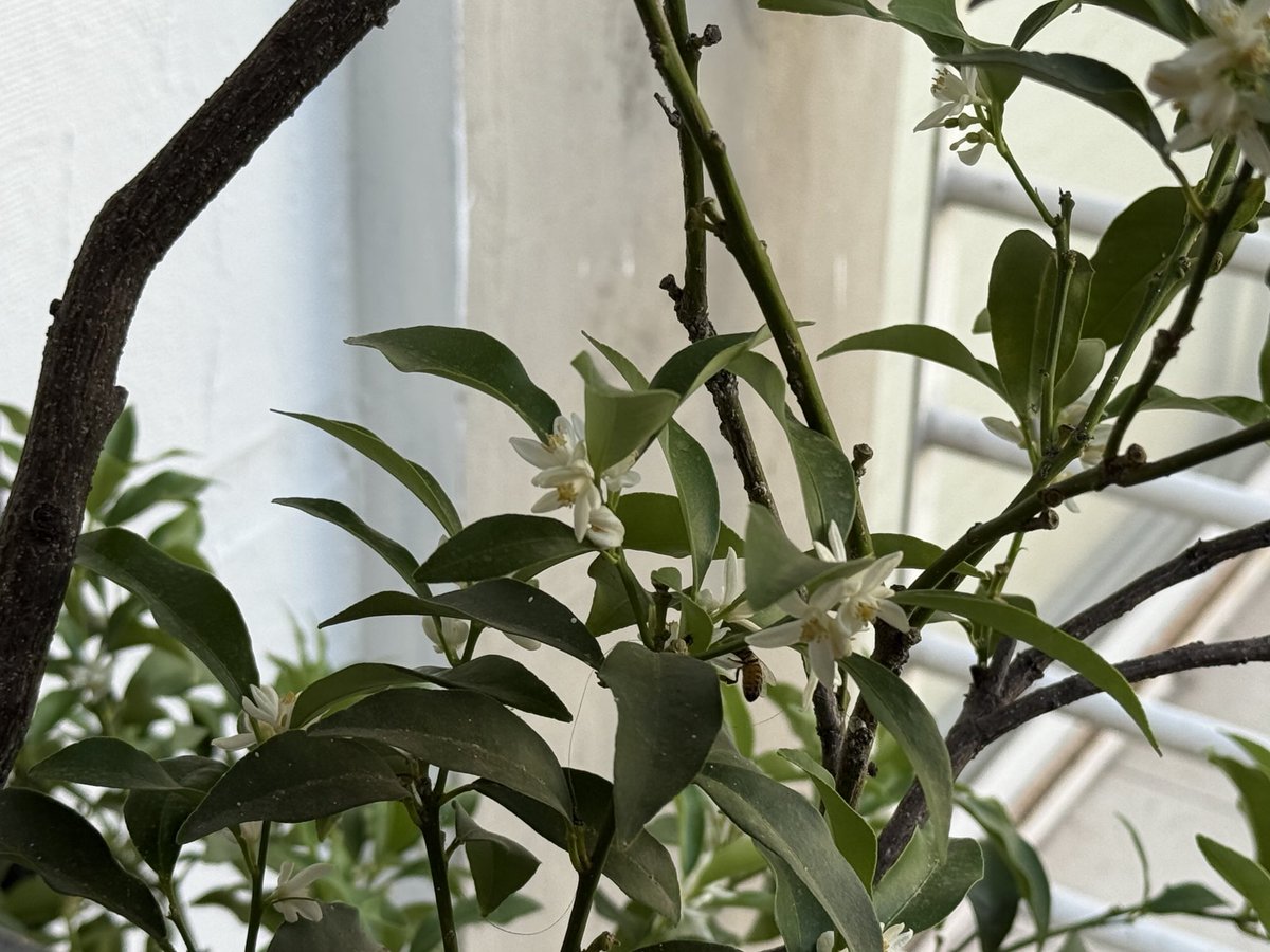 Pequeñas delicias que no pasó por alto: se abrieron los azahares del kinoto, perfumando el balcón con olor delicioso e inconfundible y, de pronto, aparecieron las abejas!…Respetaron mi presencia, aunque marcaron límites…