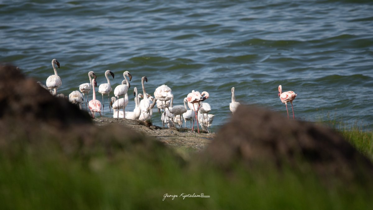 George K'talam 🇰🇪 tweet media