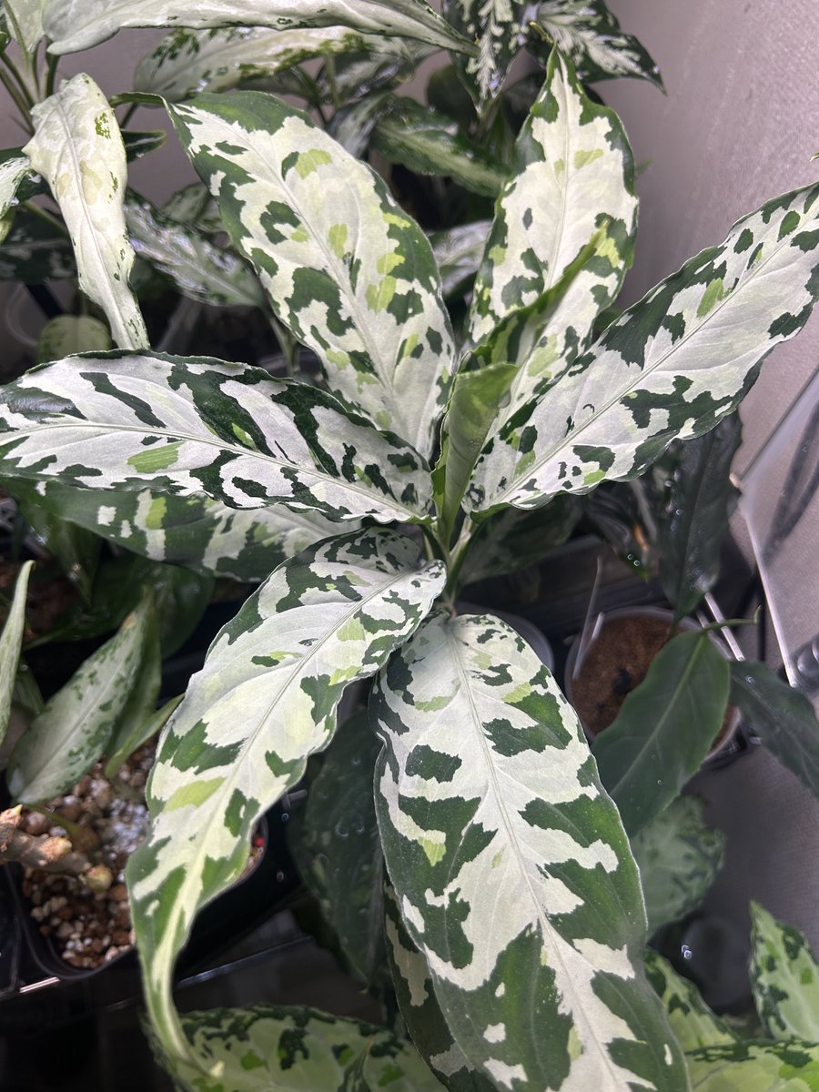 aglaonema pictum 鏡華-阿 天一購入株、今のところ順調そうです
