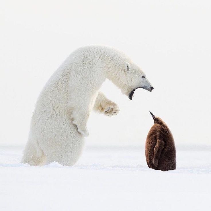 kindfishfriend's tweet image. Penguin rage baiting polar bear