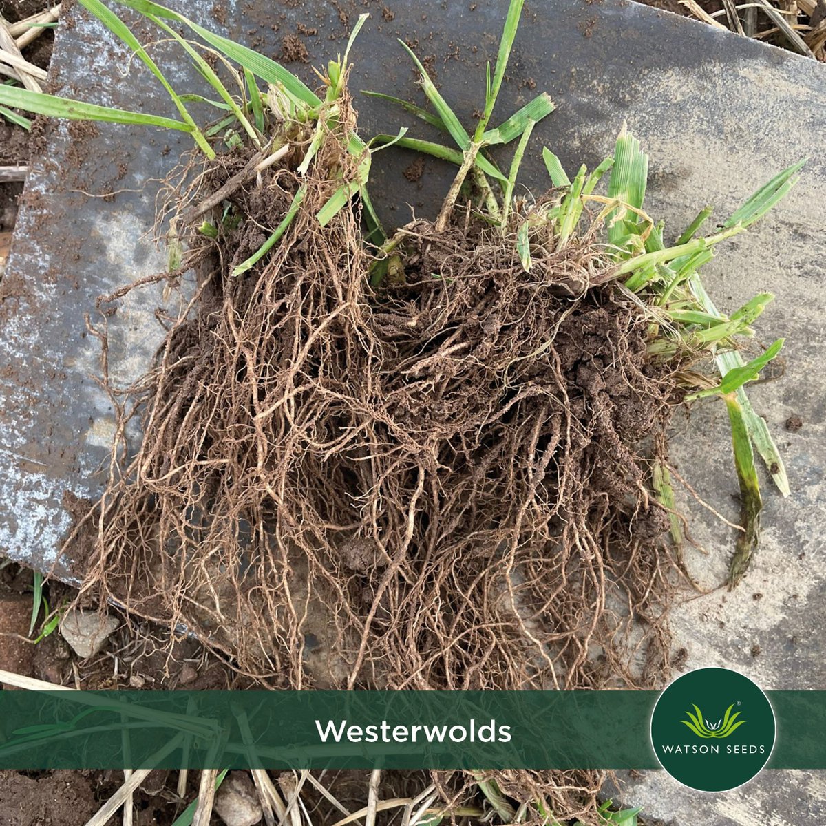 Watson Seeds tweet media