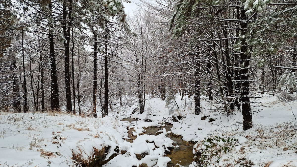 CasalinoManuela's tweet photo. Tinte 28 gennaio
@ParcoBeigua 
#liguria https://t.co/BGZVEEm2dg