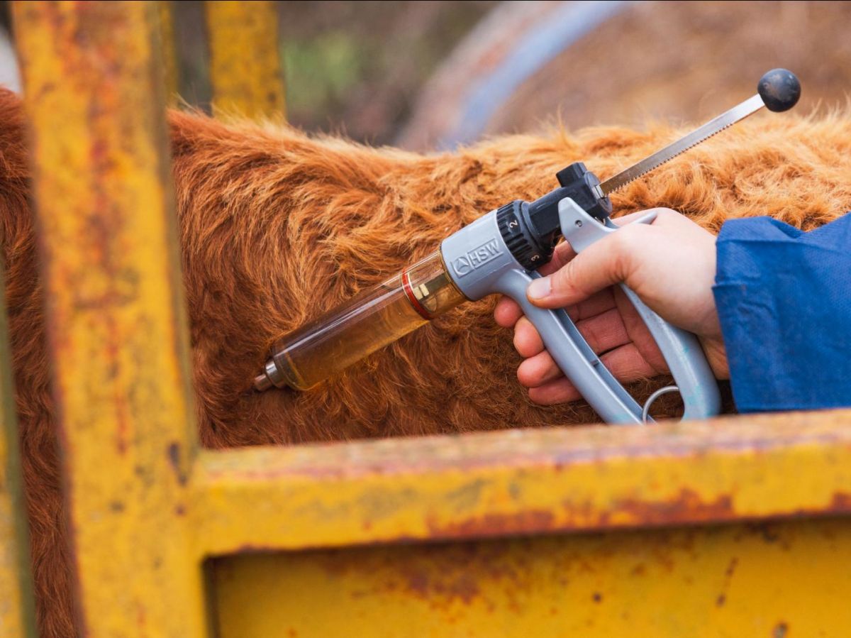 Vetitude's tweet image. 🐂🇫🇷🇪🇸 #DNC : l'Espagne rouvre ses frontières aux bovins français vaccinés, sous conditions

ow.ly/lXR050Y4KxA