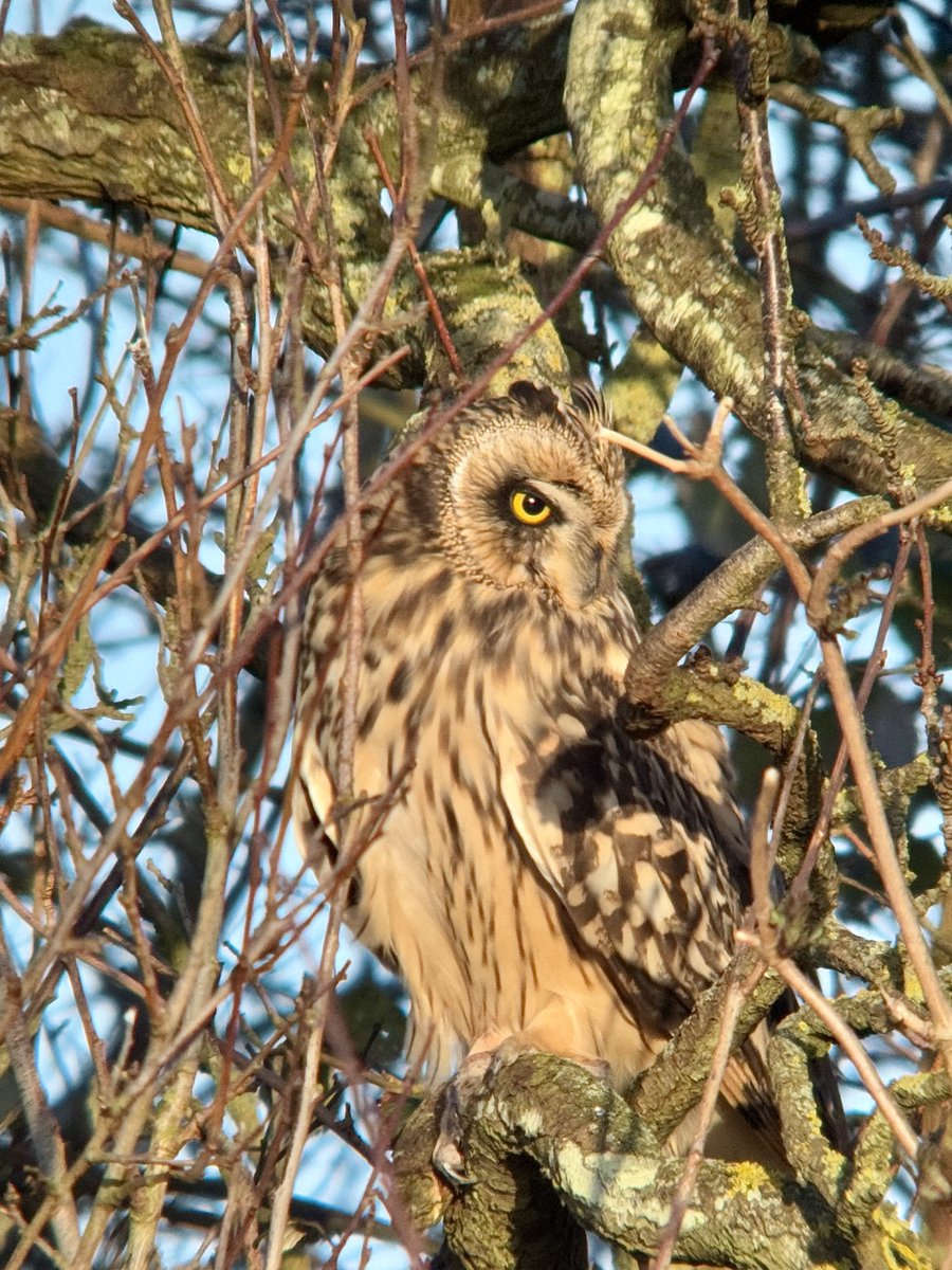 2 Short-eared owls in the Heart of England Forest this afternoon. #birds