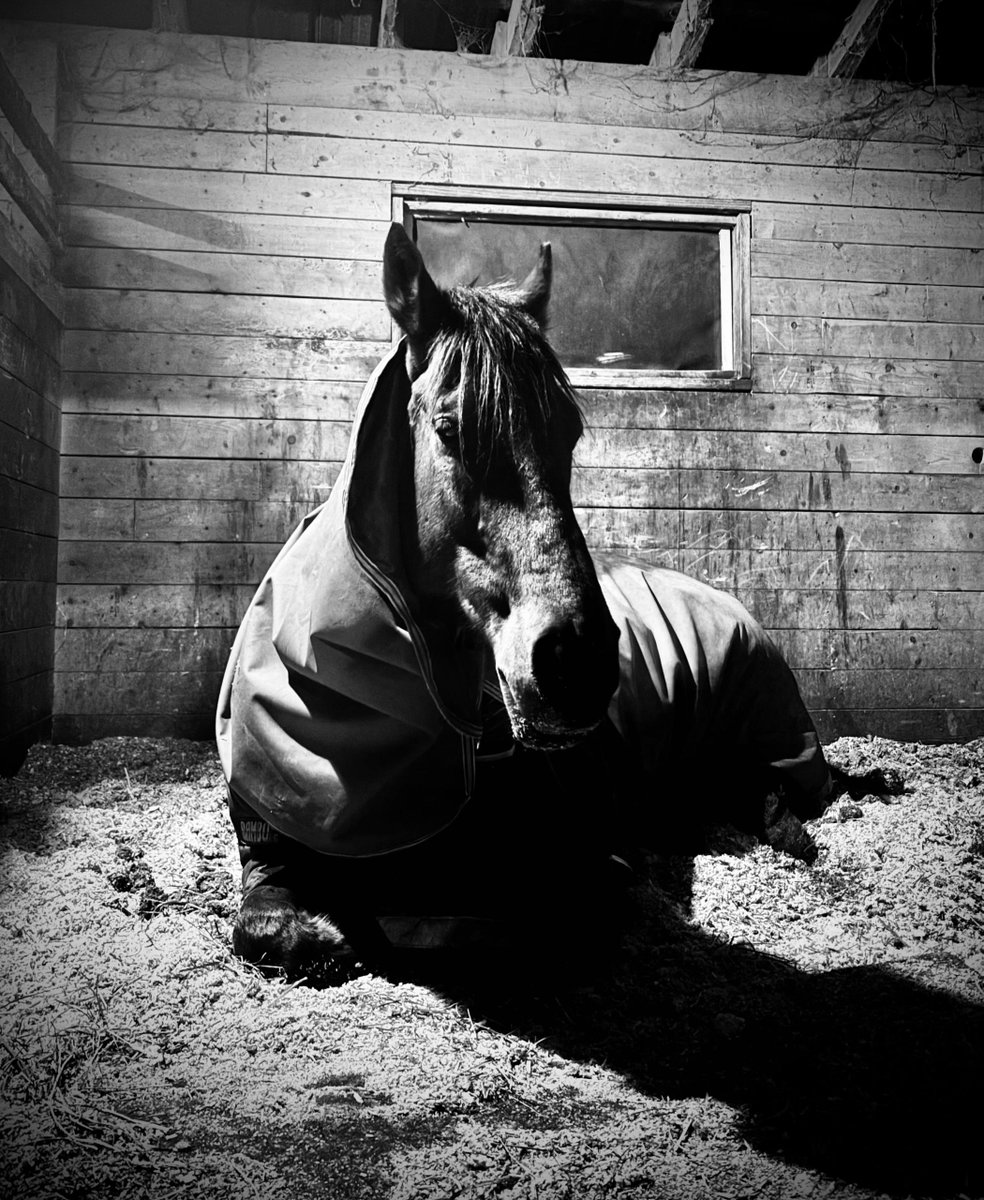 Horse Nation tweet media