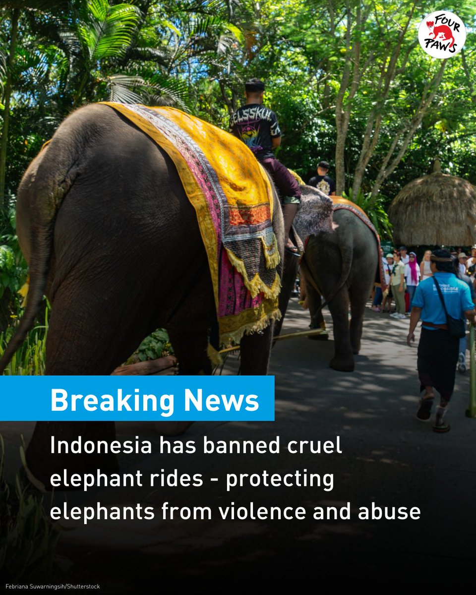 HUGE news for elephants! 🐘
Remember last week when we told you that Bali Zoo had banned elephant rides? Well, now Indonesia has made it a nationwide ban!

This is a major move towards compassion in tourism. 👏