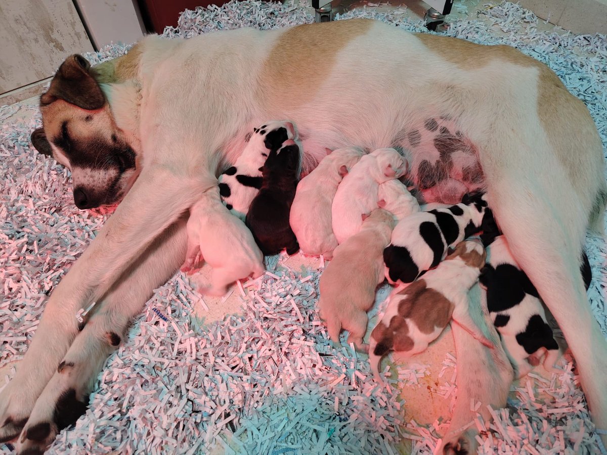 IsaAranjuez's tweet photo. Gracias @carmenporter_ 
Para adoptar a los cachorritos de Niebla:
https://t.co/h5odHzOSjf.A. Adamuz 
+34 614 76 93 54
#Horizonte https://t.co/kKZyjBLhoT