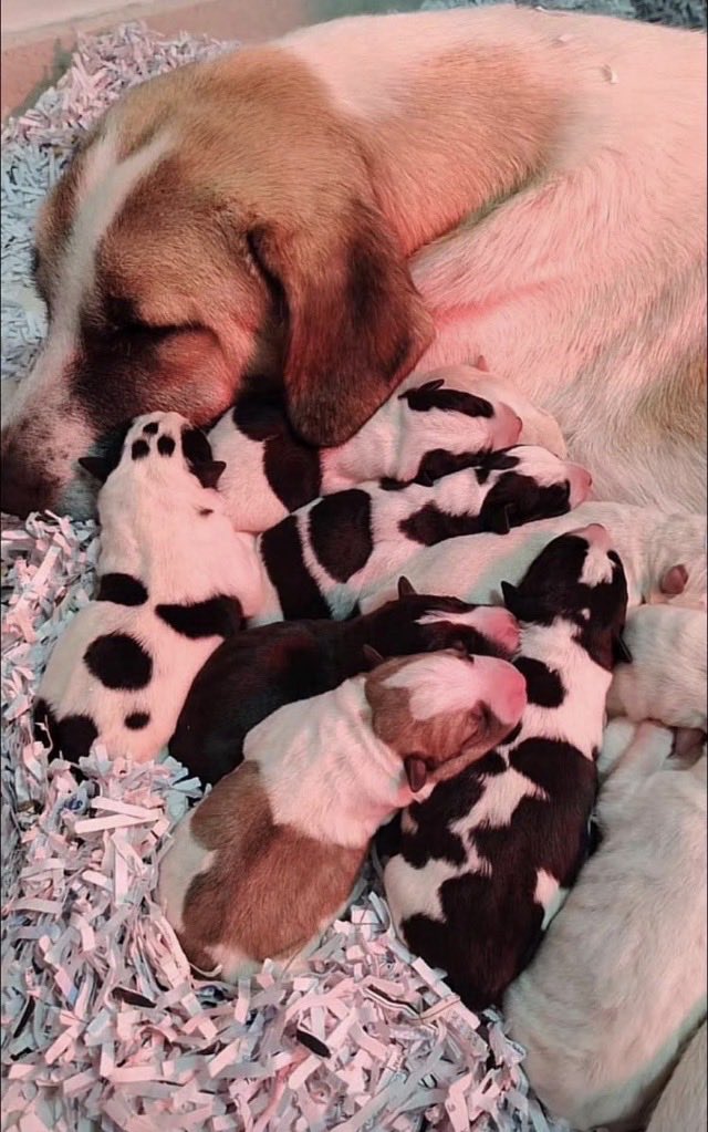 LauraCed's tweet image. #Horizonte #Niebla Gracias al rescate de #Boro en #Adamuz , se encontró a esta perrita embarazada y ahora es mamá de 11cachorros. 
Buscan un hogar 💖🐾