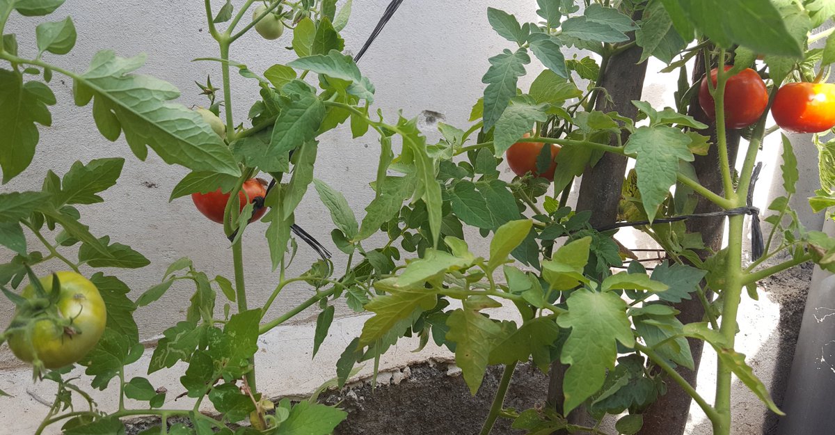 BitcoinSmiles tweet media