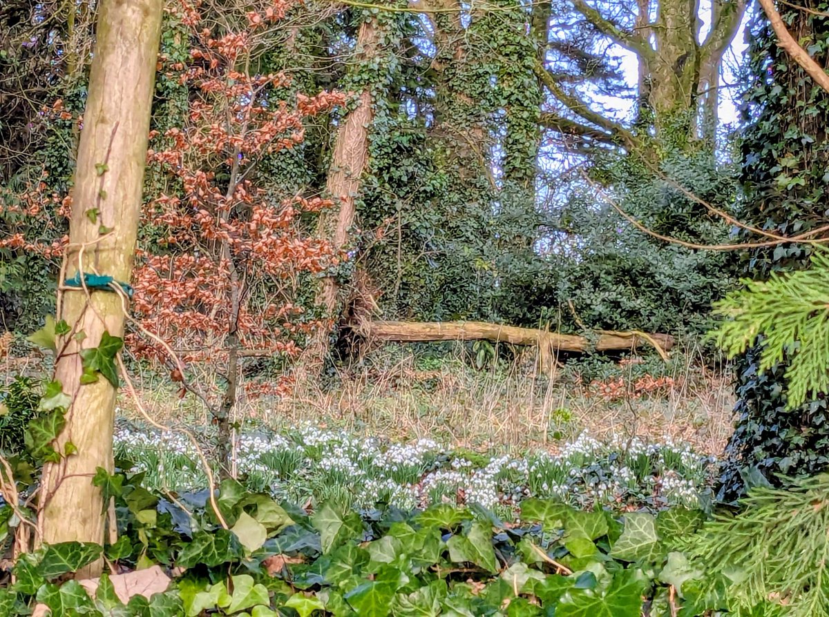 BobekMelanie's tweet photo. Day 28 -  Lots of snowdrops and blue skies. I even thought I could feel some heat in today's sun 🌤️ Wishful thinking maybe! #100daysofwalking 🚶‍♀️🚶‍♀️ https://t.co/vnvinzYUvY