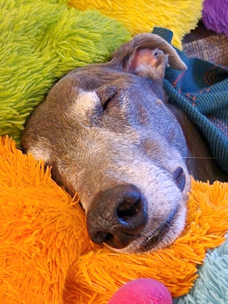 Blue Nial 💙 | 🌈 Diamond Jet 💎 tweet media