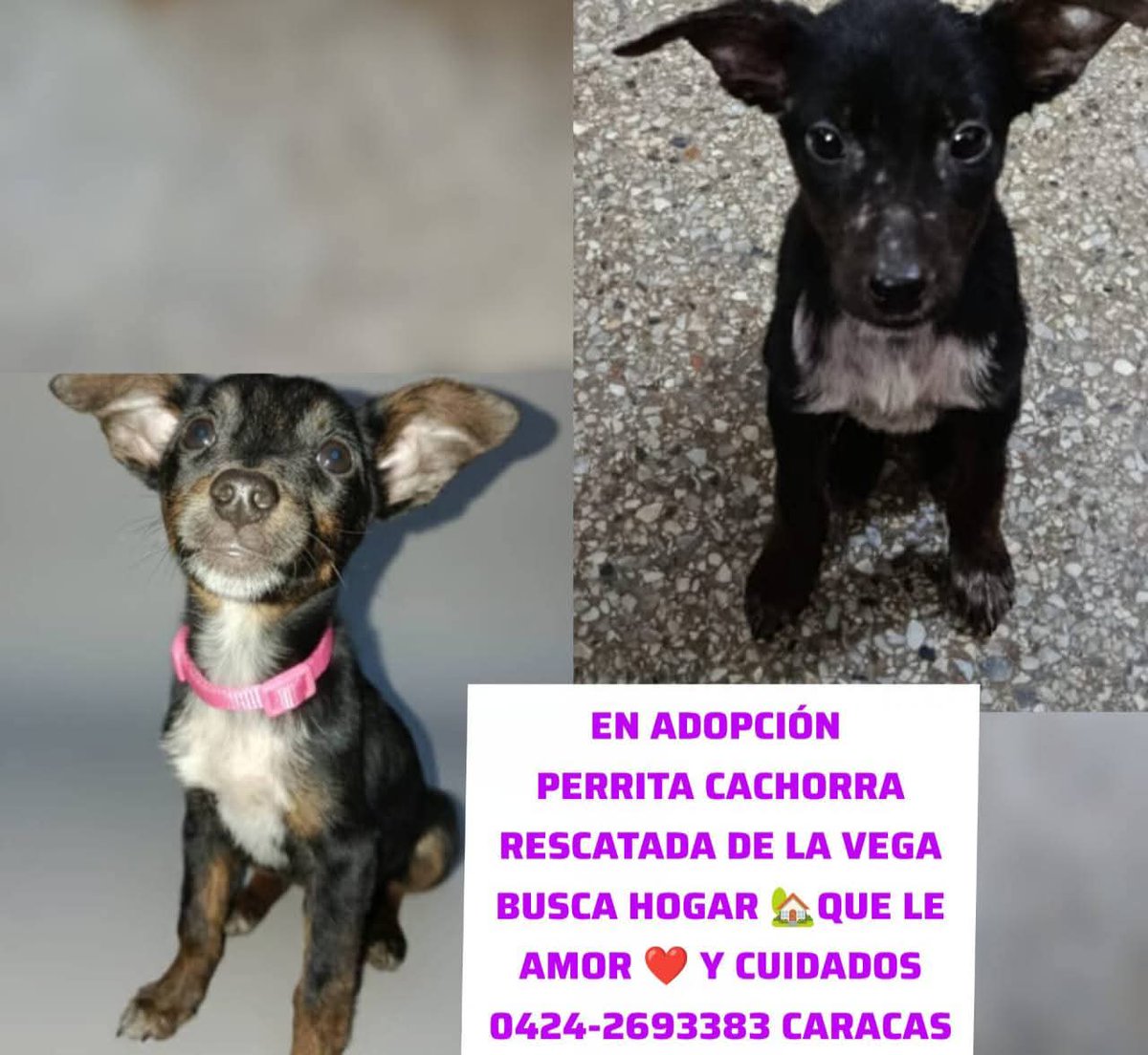 Esta pequeña princesita busca una familia donde ser feliz por siempre. Ayudemos a difundir para que la encuentre pronto. ¡Es hermosa! 
Para más información debes comunicarte con el número publicado