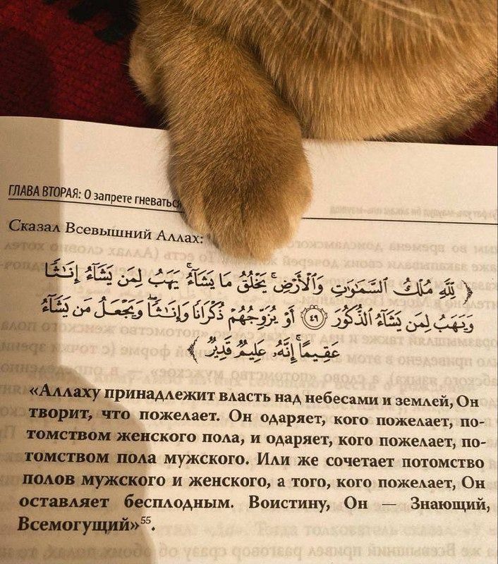 ℕ𝑜𝕦𝔣 ☘ (@nouf7je) on Twitter photo 