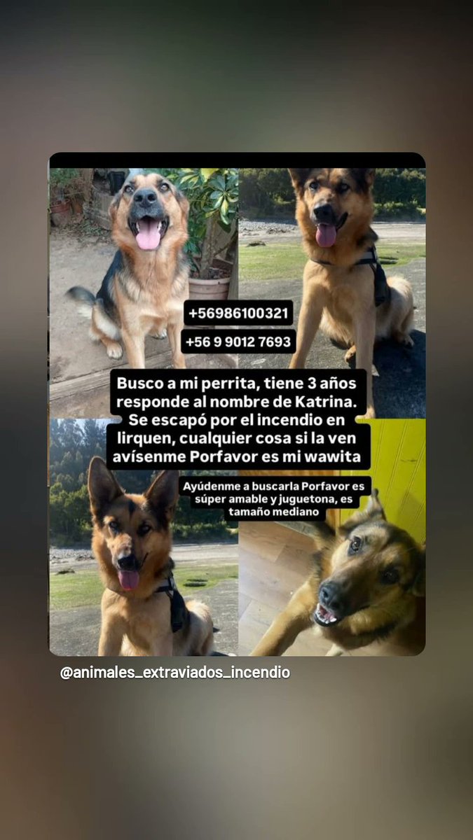 Amigos queridos esta familia está buscando a su perrita de 3 años catrina que se escapó en el incendio se ruega de corazón compartir que la reconozca la retuvo llamar inmediatamente a los números la familia no puede la esperanza de encontrarla